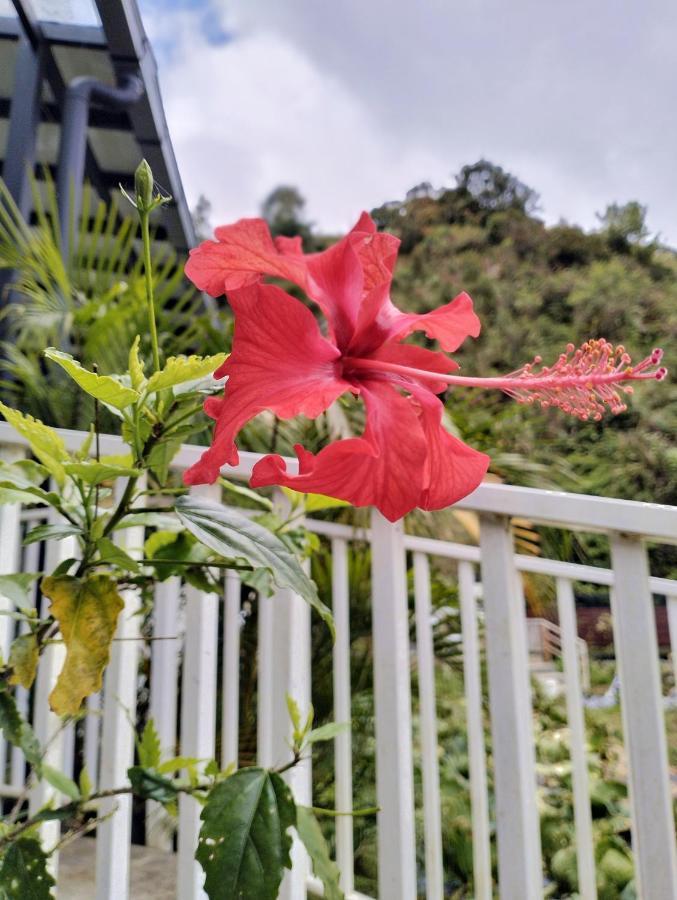 Ng Family'S Farm Stay Cameron Highlands Exterior foto
